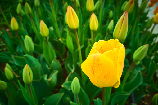 Bright yellow tulips on flowerbed