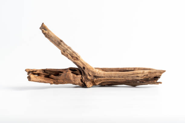 istock Close-up of naturally weathered dry branches 1398978570