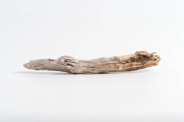 istock Close-up of naturally weathered dry branches 1398978585