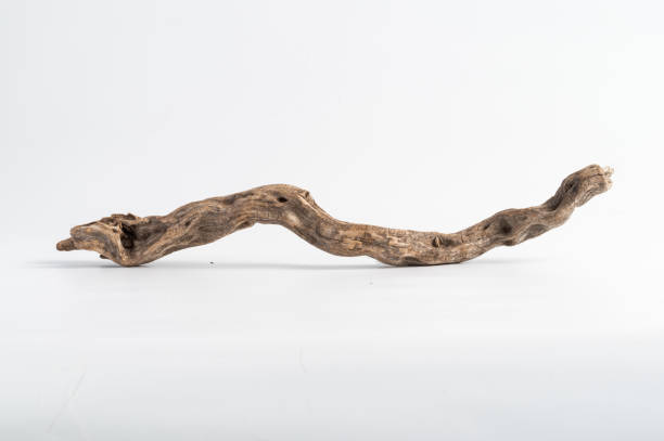 自然に風化した乾燥枝のクローズアップ - driftwood ストックフォトと画像
