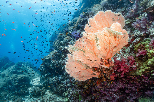 Coral reef in the deep blue ocean. Underwater world of coral