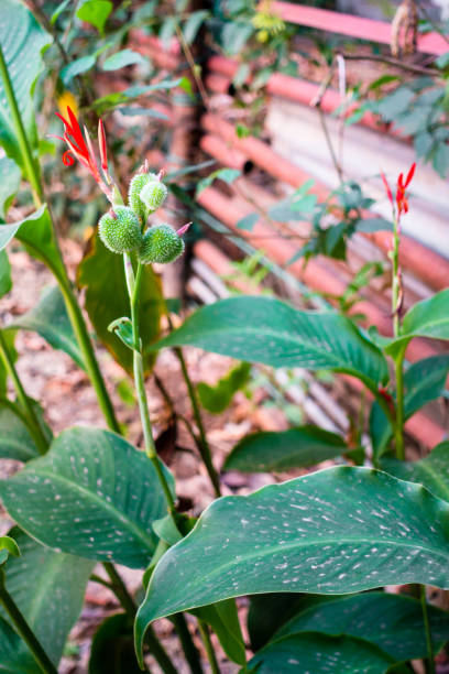 zbliżenie kwiatu, nasion i liści canna indica, rośliny spożywczej majów, rośliny leczniczej w ogrodzie indyjskim. - flowerseeds zdjęcia i obrazy z banku zdjęć