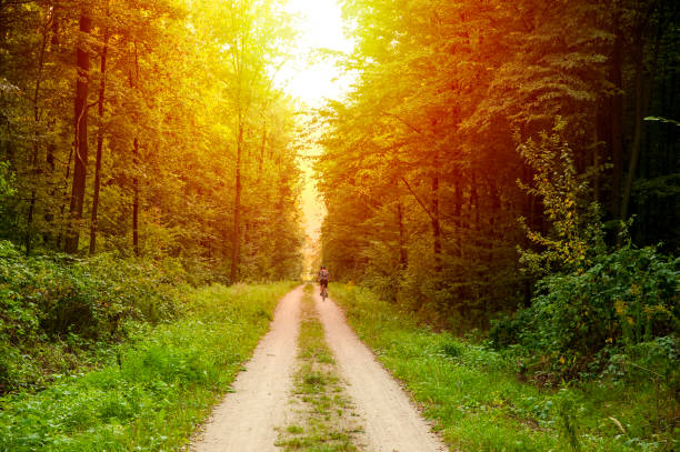 Man cycling through the forest on a sunny summer evening