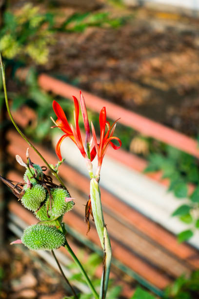 zbliżenie kwiatu, nasion i liści canna indica, rośliny spożywczej majów, rośliny leczniczej w ogrodzie indyjskim. - flowerseeds zdjęcia i obrazy z banku zdjęć