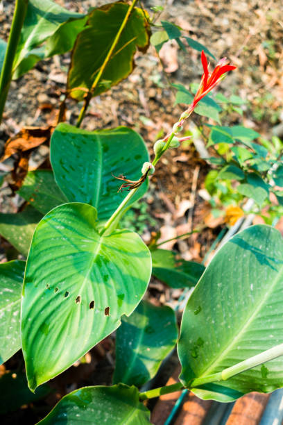 zbliżenie kwiatu, nasion i liści canna indica, rośliny spożywczej majów, rośliny leczniczej w ogrodzie indyjskim. - flowerseeds zdjęcia i obrazy z banku zdjęć