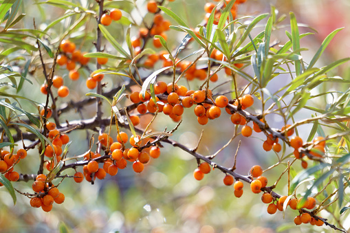 Ripe sea buckthorn berries Hippophae rhamnoides. The use of juices, compotes, wines, sea buckthorn oil.
