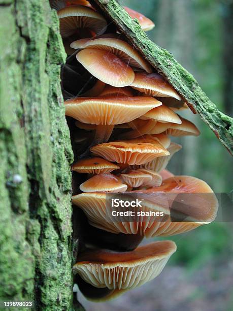 Orange Mushroom Living Under Tree Bark Stock Photo - Download Image Now - Mushroom, Brown, Bunch