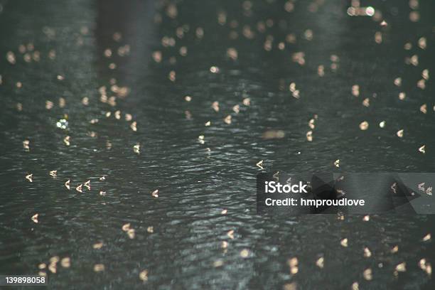 Midges Foto de stock y más banco de imágenes de Insecto - Insecto, Larva, Río