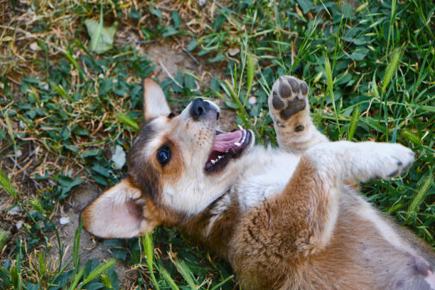 istock Cute terrier puppy posing on the grass 1398980588