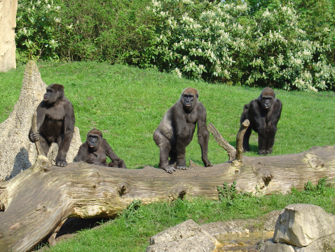 Four gorillas looking at something