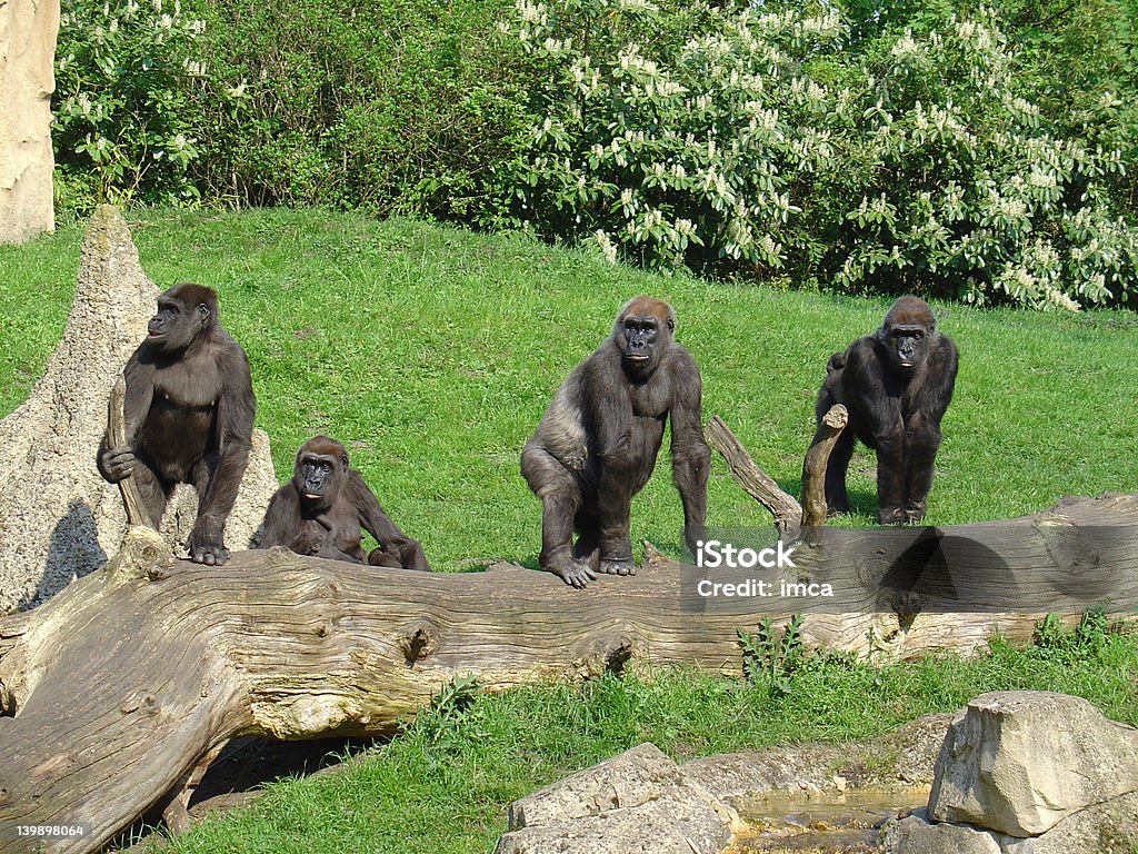Четыре gorillas - Стоковые фото Горилла роялти-фри