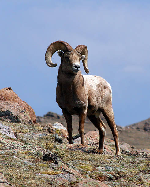 istock King Of The Mountain (Bighorn Ram) 139898070