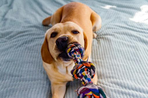 Labrador retriever playing with colorful rope toy
