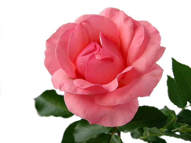 Rose. stock photo