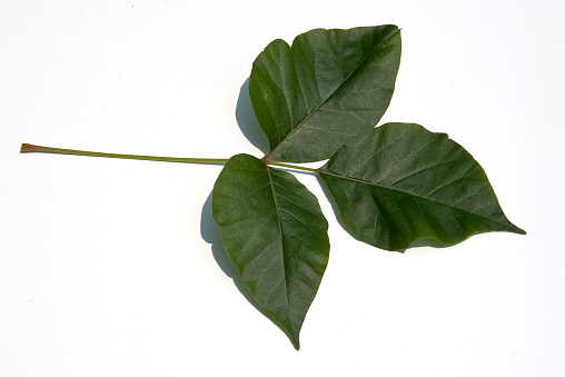 A close up of poison ivy against a white background