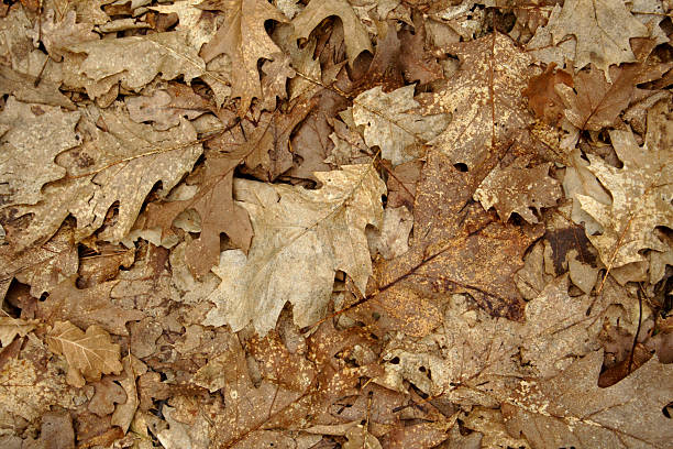 Oak leaves stock photo