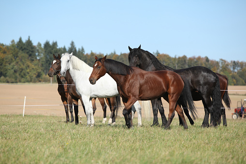 Batch of horses on pasturage in autumn