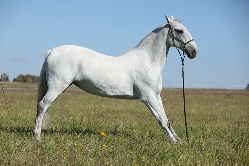 A muscular gray stallion of a thoroughbred breed stands in a field on the green grass.