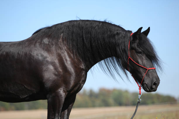 istock Amazing black friesian horse 1398984628