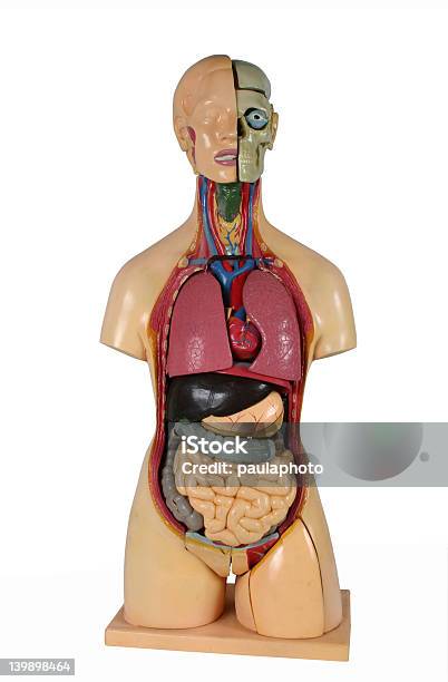 Anatomy 1 Stock Photo - Download Image Now - Adult, Anatomy, Concepts