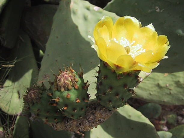 Cactus flower stock photo