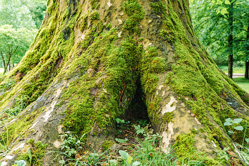 old large tree with roots outward, with gap between roots, hole under root, overgrown with moss, against blurred background of mysterious rainforest