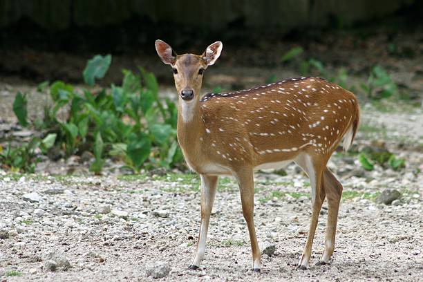 chital - cades imagens e fotografias de stock