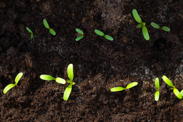 istock Small marigold sprouts in a garden 1398986756