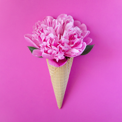 High angle view of pink peony flower in ice cream cornet over pink background.
