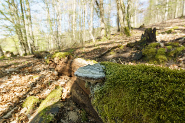 istock Mossy tree trunk with tinder fungus in forest on a sunny day 1398987790