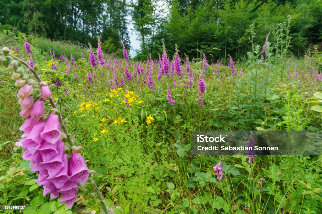 field of thimble flower on a green meadow besides a forest Foxglove Stock Photo