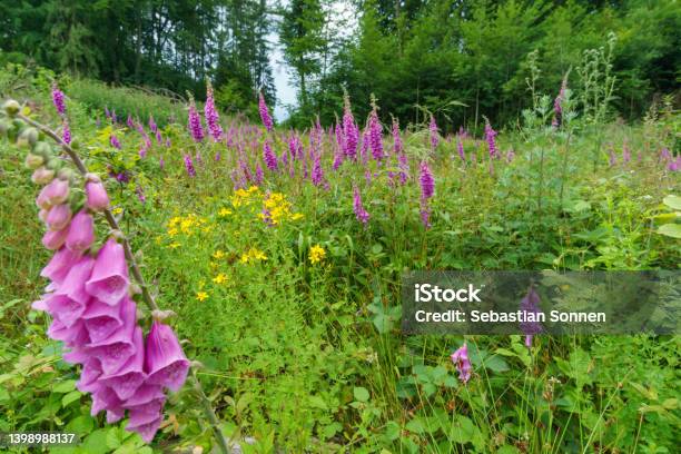 Field Of Thimble Flower On A Green Meadow Besides A Forest Stock Photo - Download Image Now