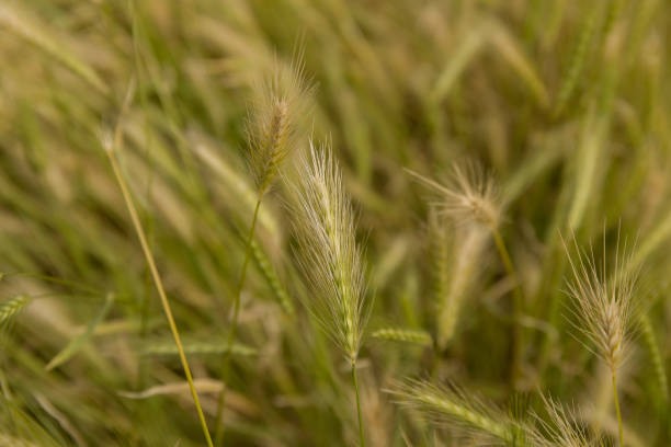 istock Wheat in the field. 1398988589