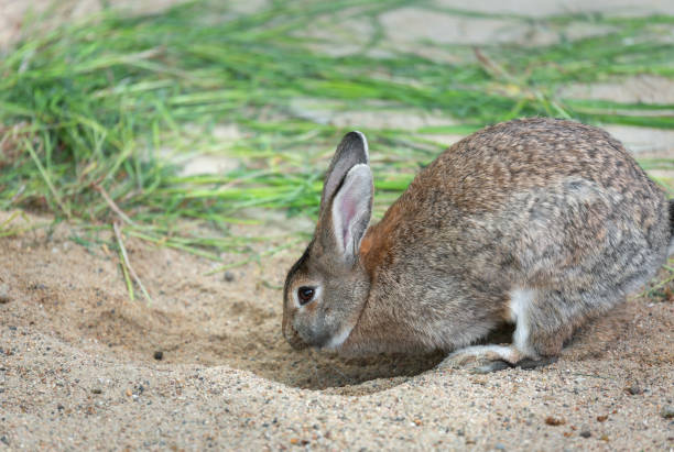 istock One long-eared hare, a rabbit digs sand near the grass, selective focus. Easter concept. 1398988596
