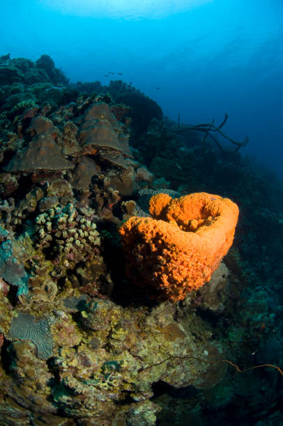 istock Marine sponge and coral reef 1398988830