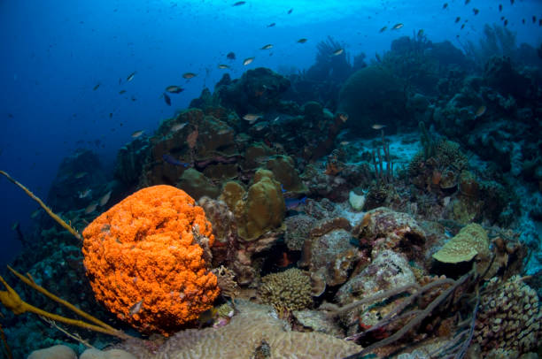 istock Marine sponge and coral reef 1398988879