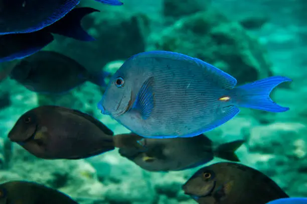 Blue tang and Doctorfish swimming over a coral reef in Bonaire Island.