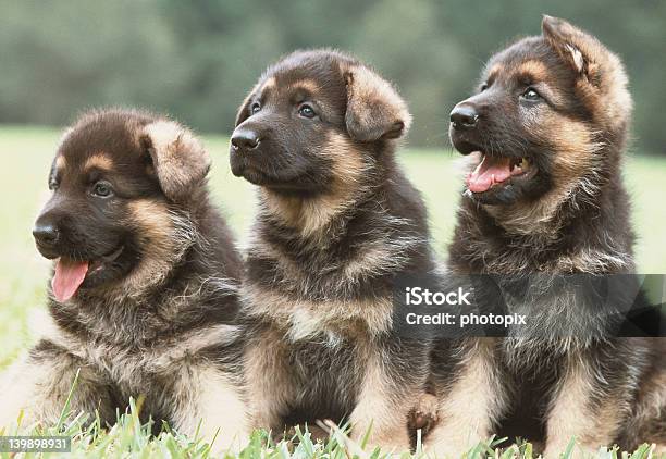 Photo libre de droit de Trois Berger Allemand Grillée banque d'images et plus d'images libres de droit de Berger allemand - Berger allemand, Chiot, Couleur noire