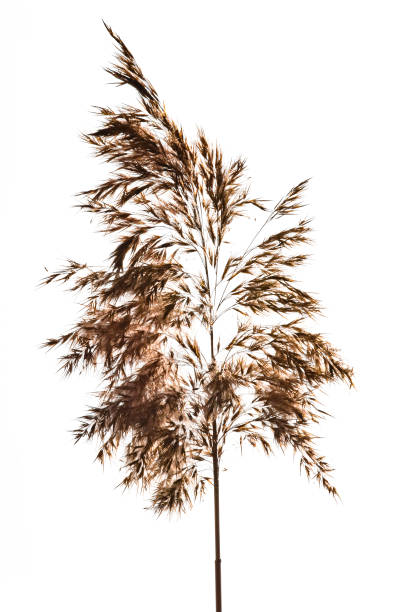 istock Grass with beads of dew 1398989731