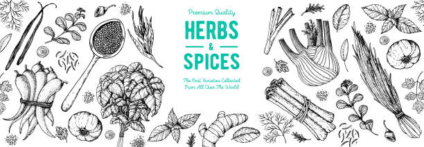 Herbs and spices hand drawn vector illustration. Aromatic plants. Hand drawn food sketch. Vintage illustration. Card design. Sketch style. Spice and herbs black and white design. Herbs and spices hand drawn vector illustration. Aromatic plants. Hand drawn food sketch. Vintage illustration. Card design. Sketch style. Spice and herbs black and white design juniperus chinensis stock illustrations