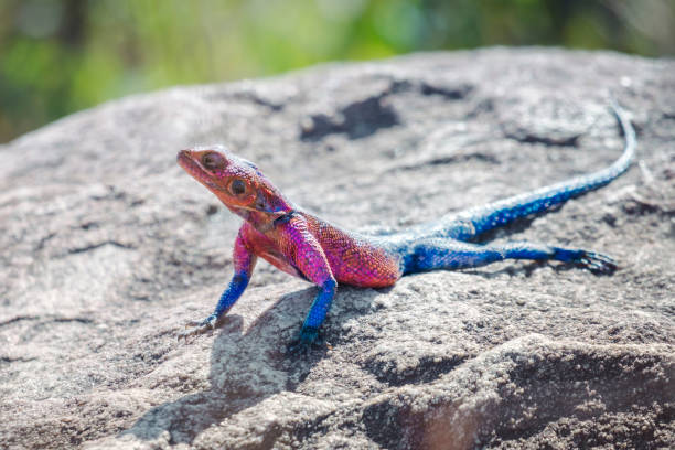 istock Male Mwanza flat-headed rock agama (Agama mwanzae) basking on a rock 1398989808