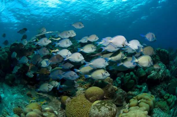 School of doctorfish and ocean surgeonfish on coral reef at Bonaire Island in the Caribbean