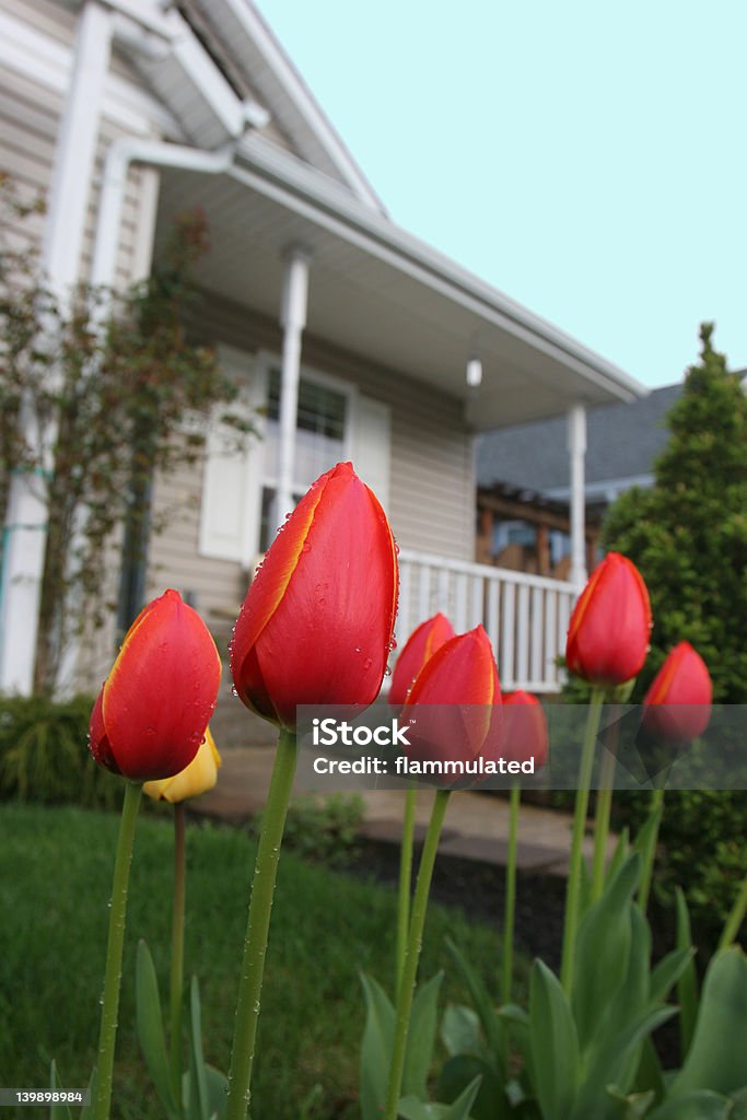 Suburban Tulips Tulips with raindrops in front of a perfect suburban house. House Stock Photo