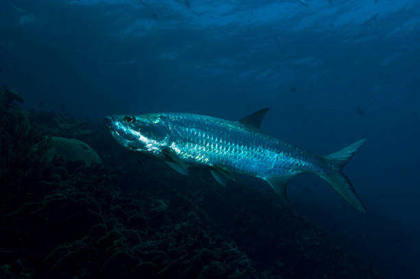 istock Tarpons on coral reef 1398989861