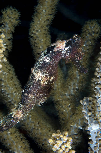 Longsnout Seahorse Seahorse on coral reef at Bonaire Island in the Caribbean longsnout seahorse hippocampus reidi stock pictures, royalty-free photos & images