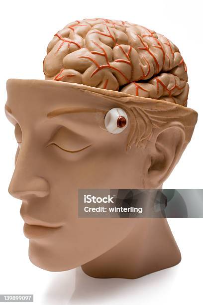 Human Brain Stock Photo - Download Image Now - Anatomy, Concepts, Concepts & Topics