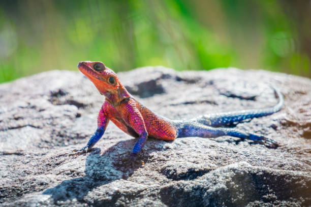 istock Male Mwanza flat-headed rock agama (Agama mwanzae) basking on a rock 1398991316