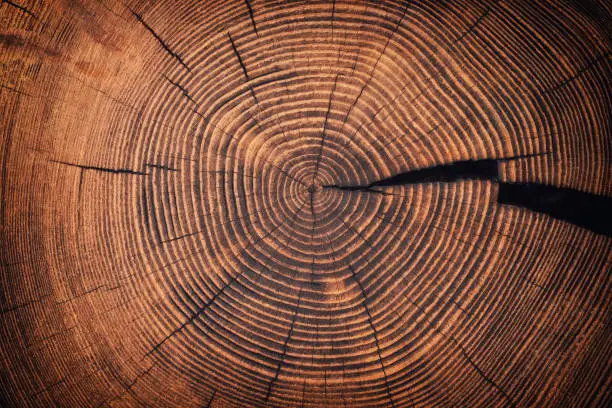 Photo of cross-sectional wood texture with a pattern of annual rings. old tree stump background