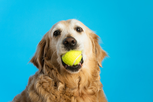 Portrait of Golden Retriever in front of blue background. He is holding a tennis ball in his mouth.