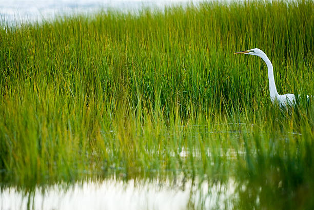 Outdoor shot of single tropical water bird Heron hunting in lake in Sarasota, Florida, USA